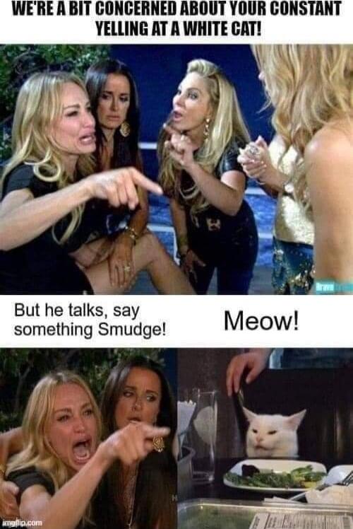 WE'RE A BIT CONCERNED ABOUT YOUR CONSTANT YELLING AT A WHITE CAT! But he talks, say something Smudge! Meow!