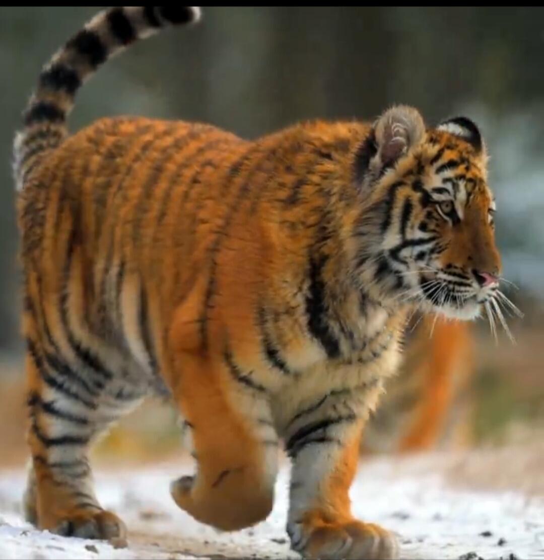 Tiger walking in the snow.