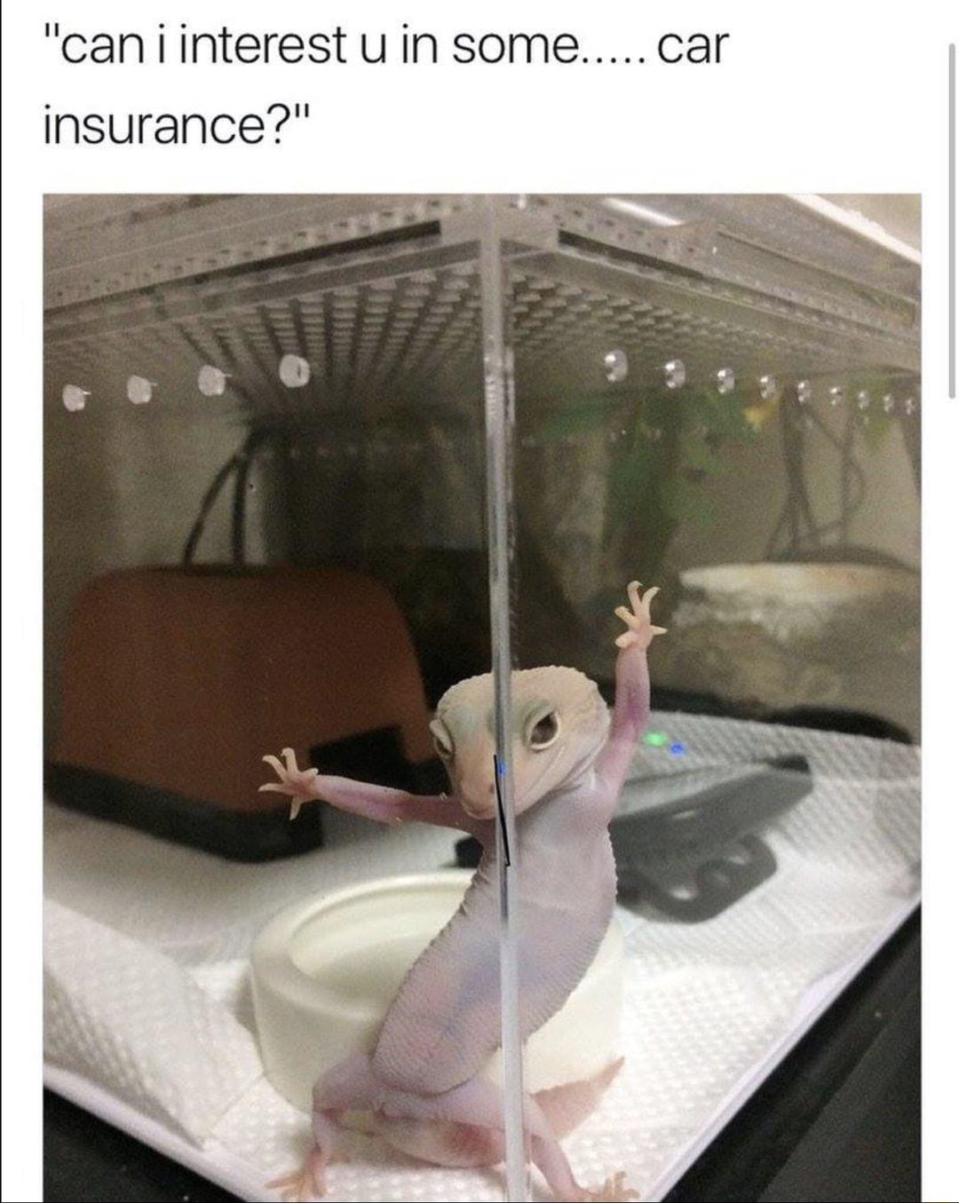 caniinterest uin somecar insurance