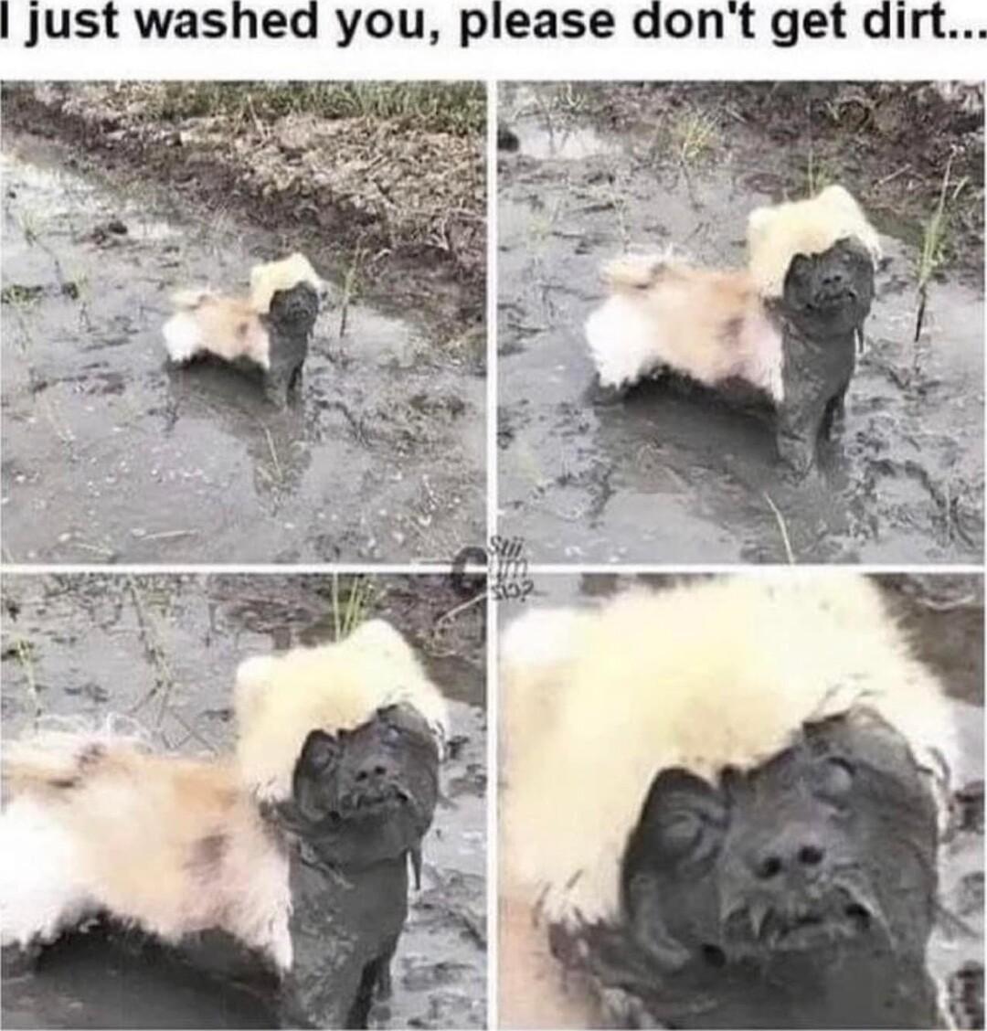 Just washed you please dont get dirt