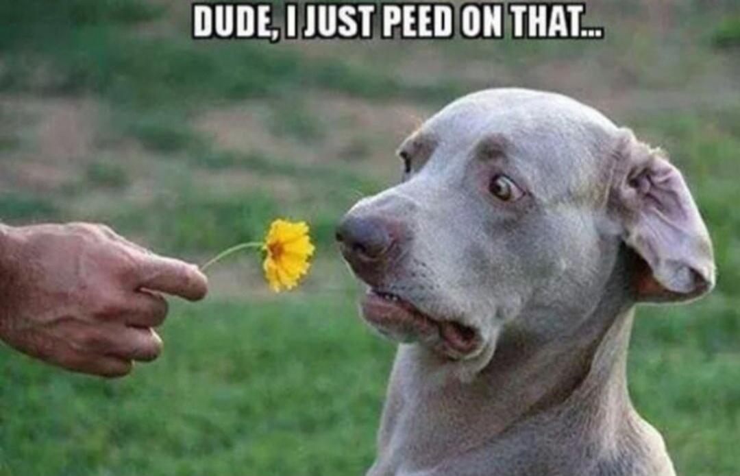 DUDE, I JUST PEED ON THAT...