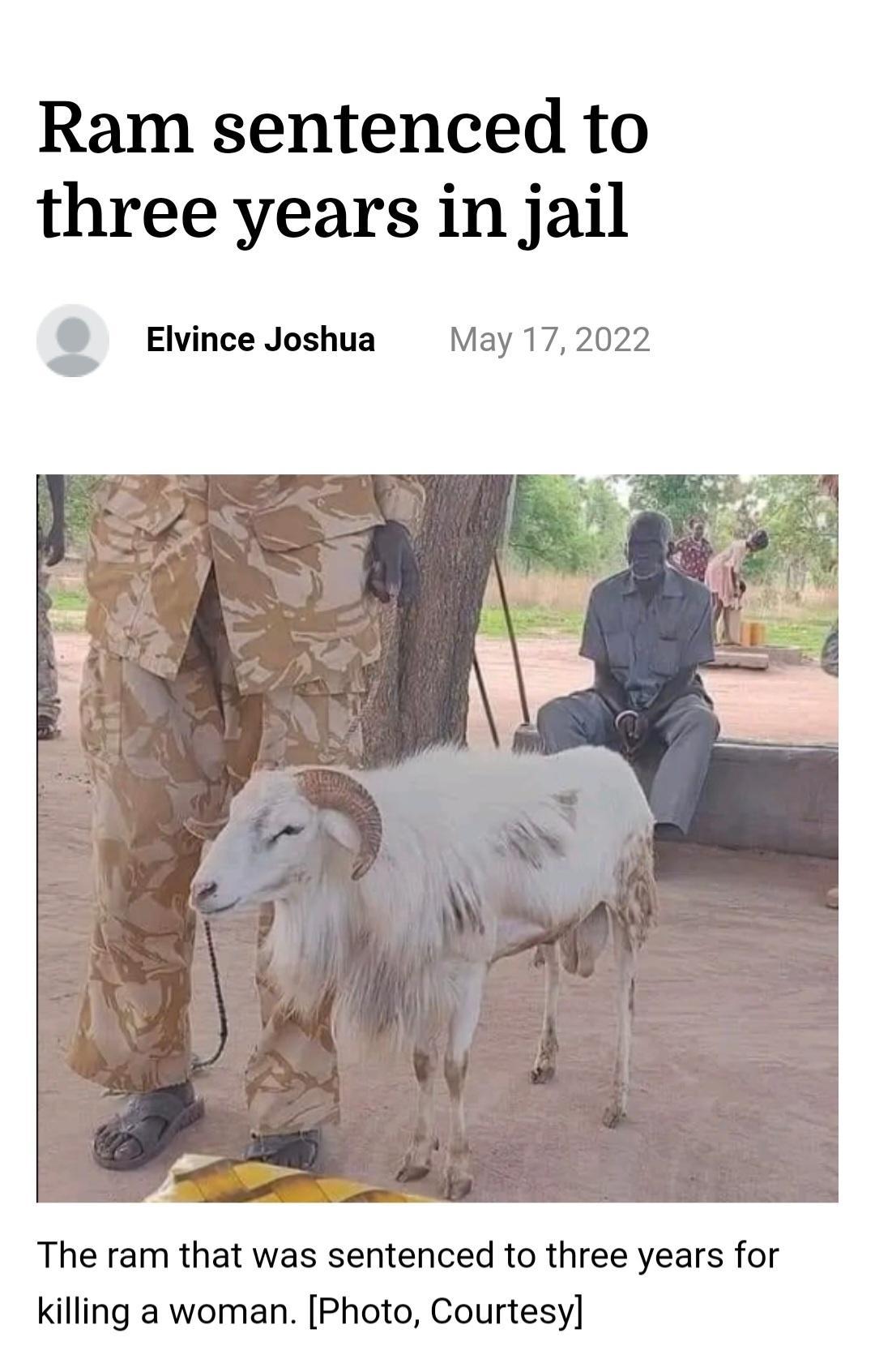 Ram sentenced to three years in jail z Elvince Joshua May 172022 The ram that was sentenced to three years for killing a woman Photo Courtesy