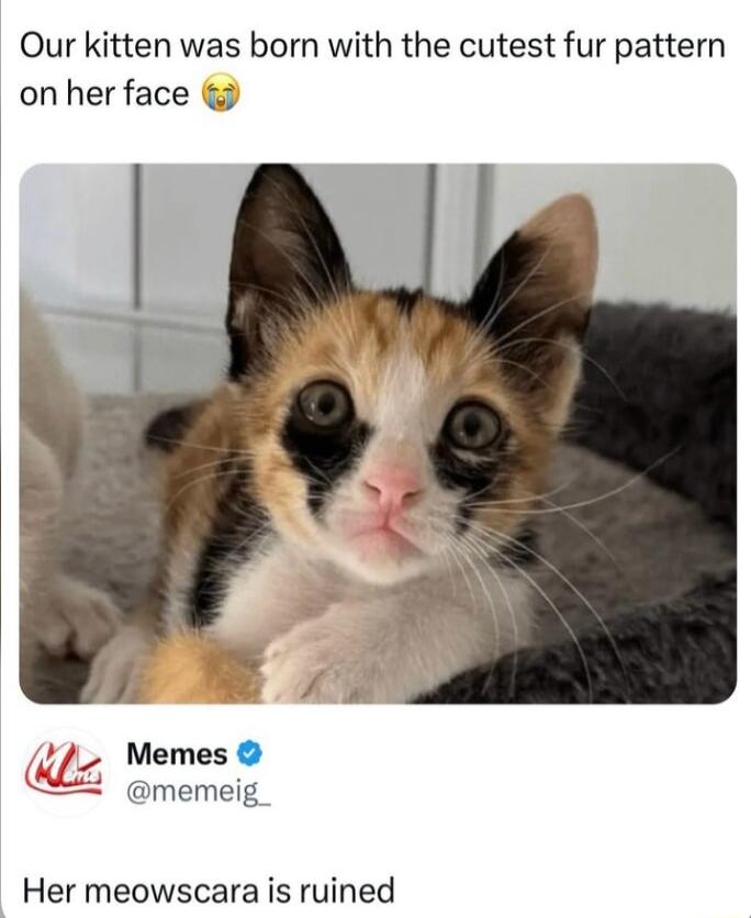 Our kitten was born with the cutest fur pattern on her face Memes memeig Her meowscara is ruined