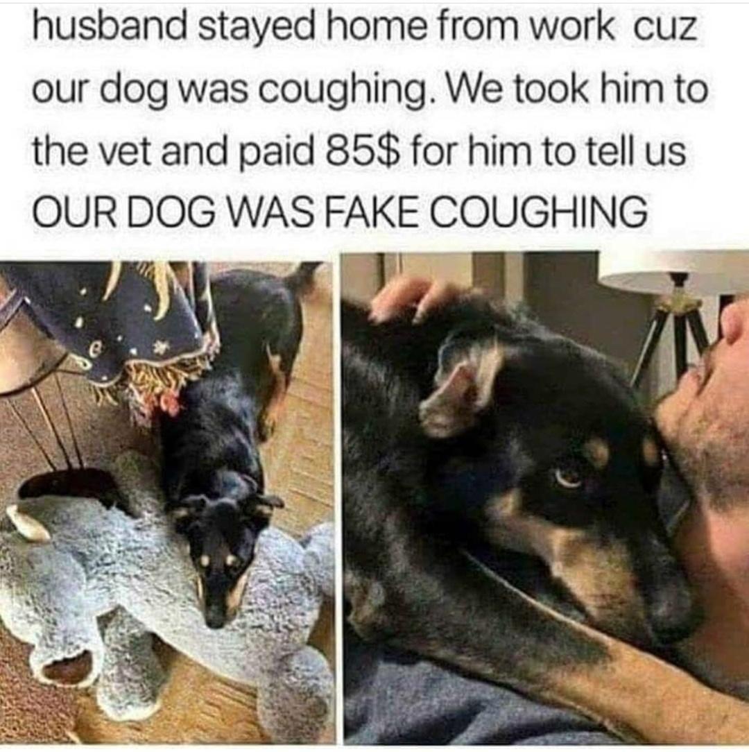 husband stayed home from work cuz our dog was coughing We took him to the vet and paid 85 for him to tell us OUR DOG WAS FAKE COUGHING 5oy g