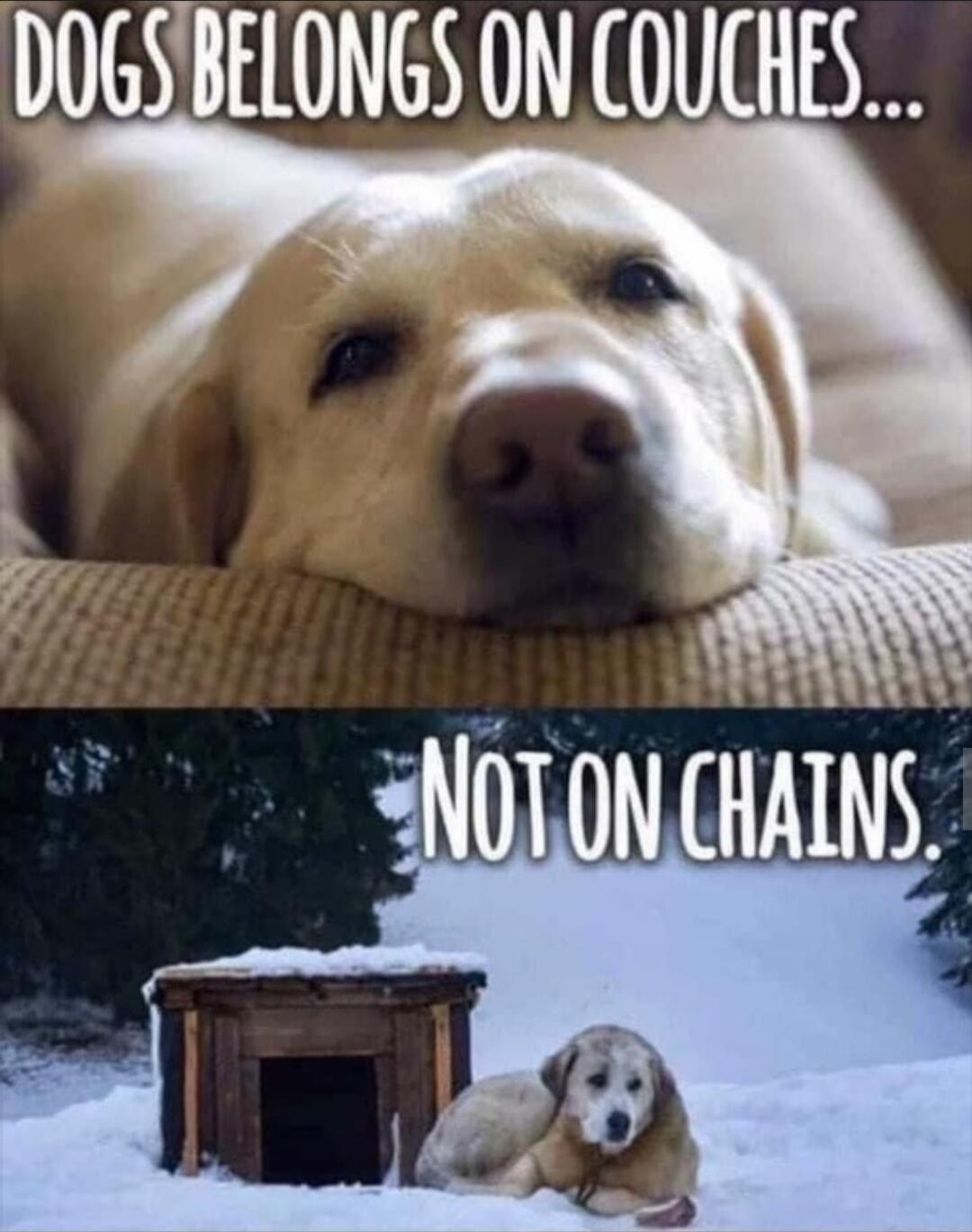DOGS BELONGS ON COUCHES... NOT ON CHAINS.