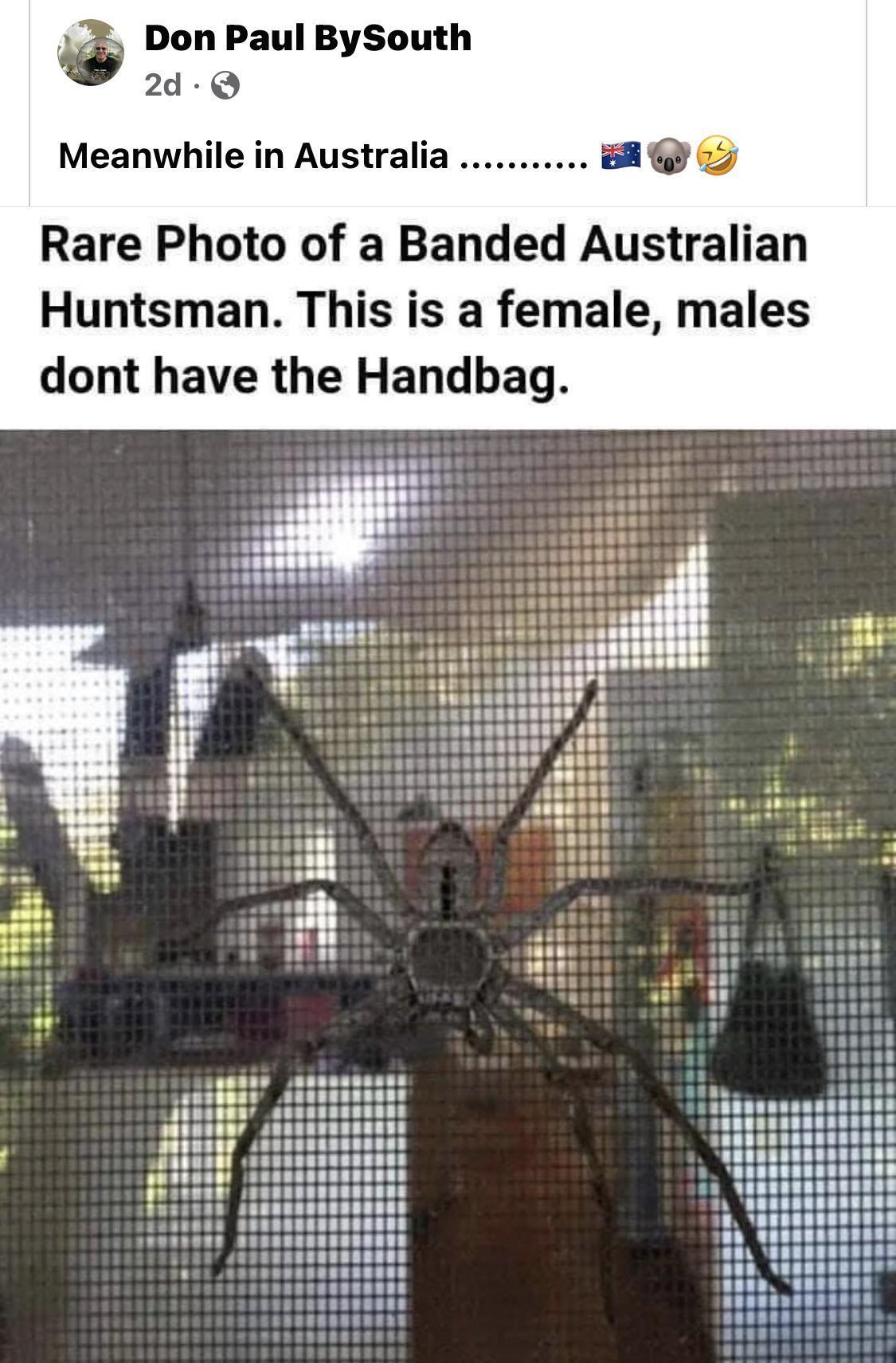 Don Paul BySouth 2d Q Meanwhile in Australia Rare Photo of a Banded Australian Huntsman This is a female males dont have the Handbag sasgasEReuI LLE a8 111 1101 e tane il gugasses Tiisiil pENRNREReRNE 400008 FURARRRREN 4060000 k LA LL Ll L ll Ll L L1 88 4it i e 111 s OIIIN i L e e 1111 asem 11 RN salinnRee 3 1 L v susRsaNREne e SRRERRNERENS e T seseRnaEnEne T