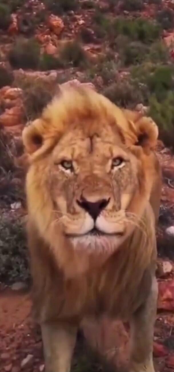 A lion standing in a rocky, arid landscape.