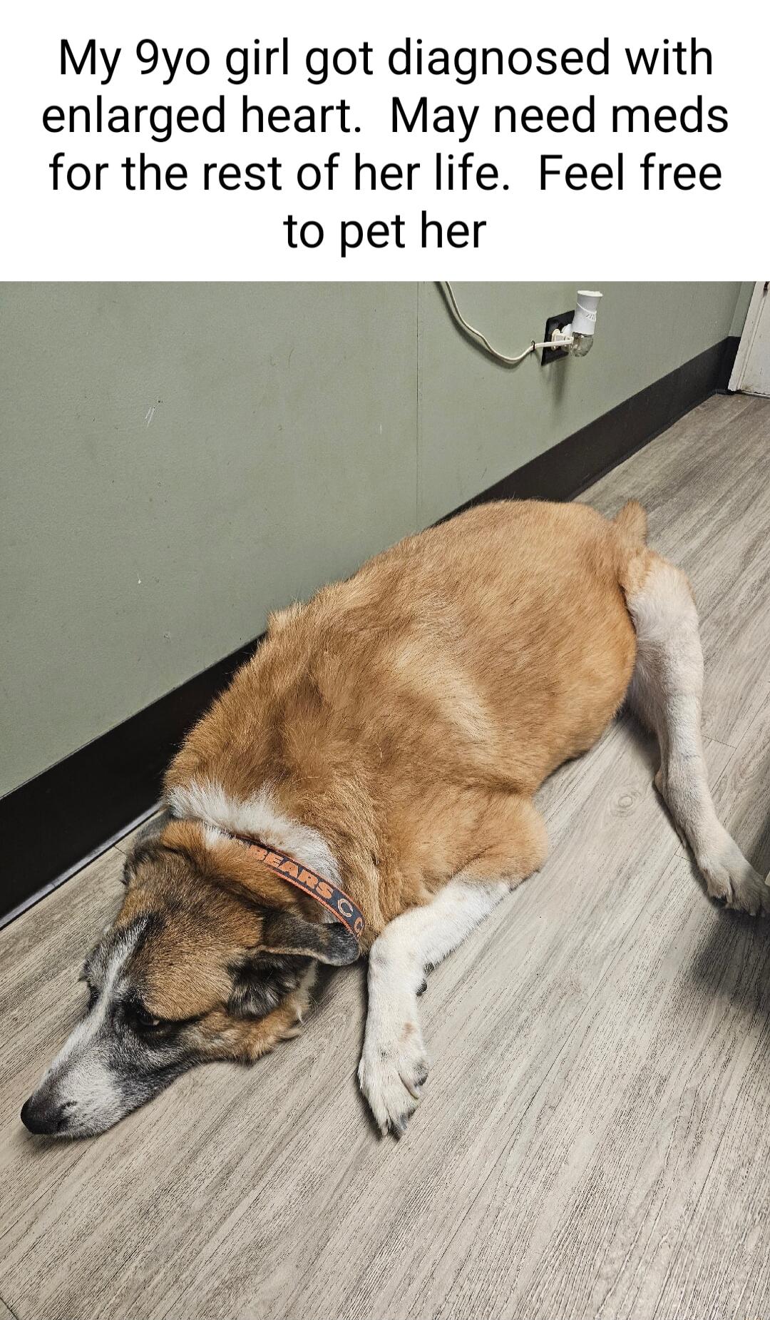 My 9yo girl got diagnosed with enlarged heart May need meds for the rest of her life Feel free to pet her