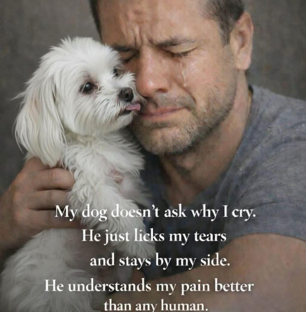 My dog doesn't ask why I cry. He just licks my tears and stays by my side. He understands my pain better than any human.