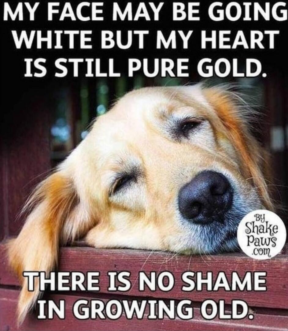 MY FACE MAY BE GOING WHITE BUT MY HEART IS STILL PURE GOLD. THERE IS NO SHAME IN GROWING OLD.
