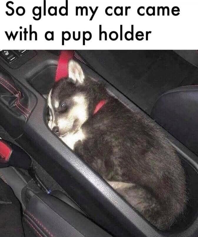 So glad my car came with a pup holder