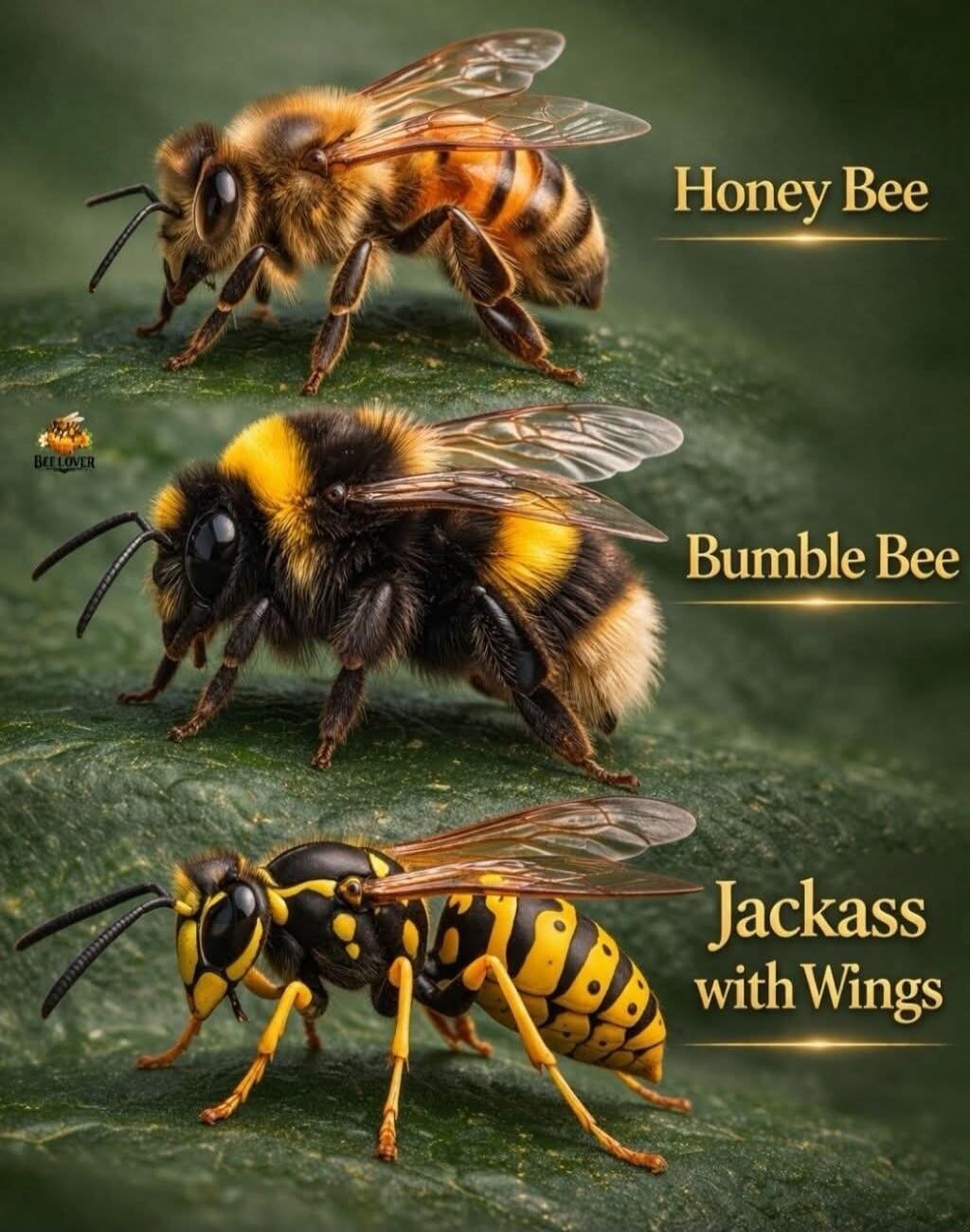 Honey Bee Bumble Bee Jackass with Wings BEE LOVER