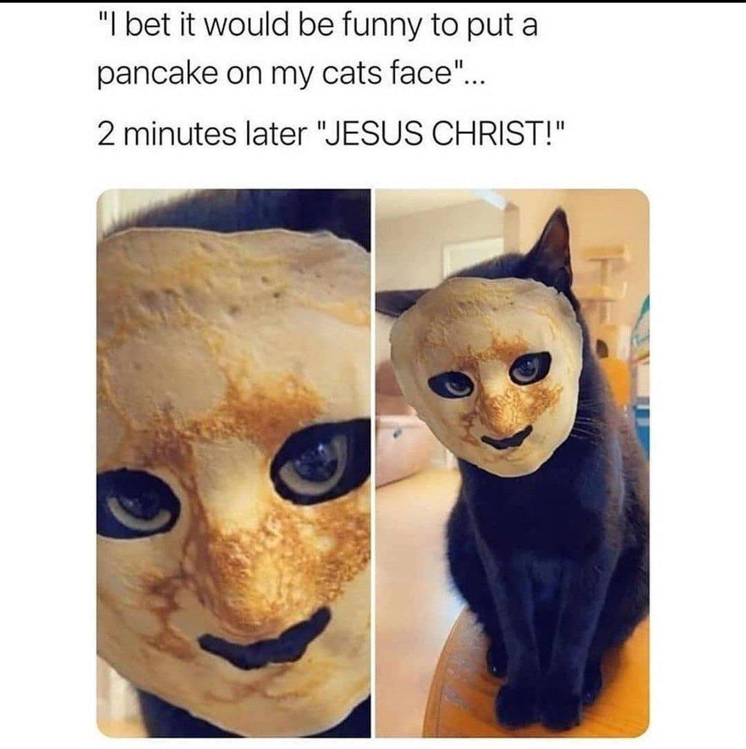 I bet it would be funny to put a pancake on my cats face 2 minutes later JESUS CHRIST