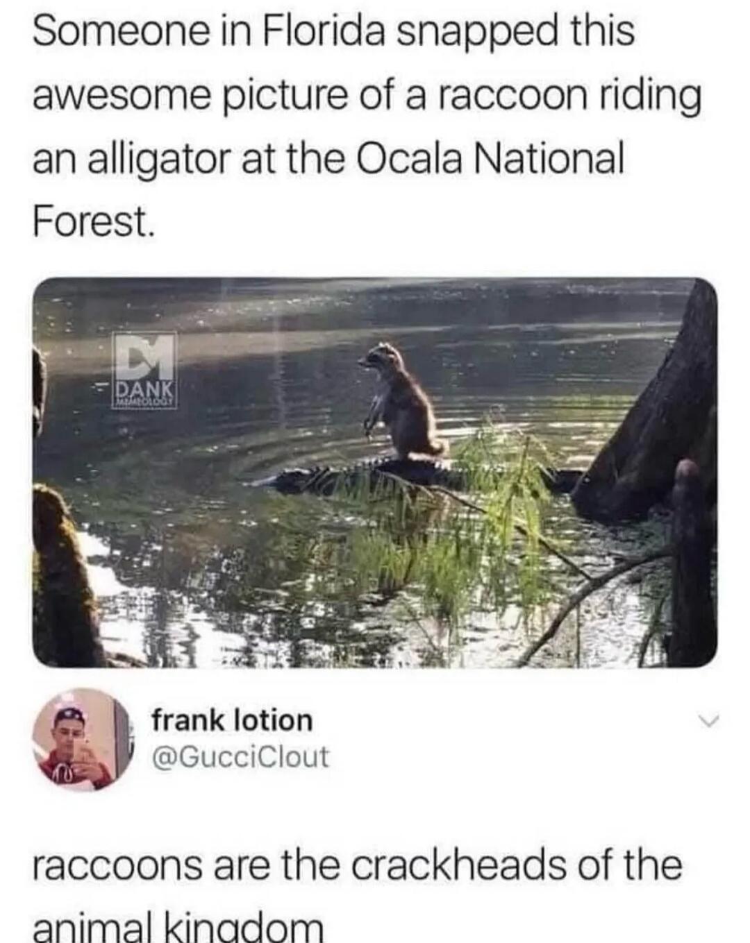 Someone in Florida snapped this awesome picture of a raccoon riding an alligator at the Ocala National Forest. DANK MEMEOLOGY. frank lotion @GucciClout. raccoons are the crackheads of the animal kingdom.