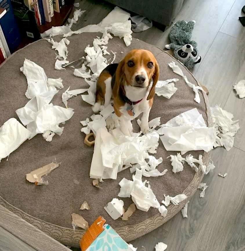 The dog looks guilty after destroying toilet paper.
