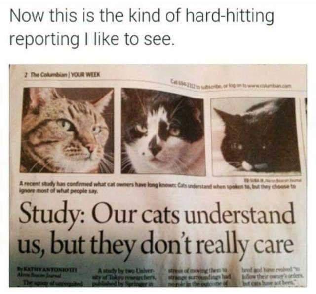 Now this is the kind of hard hitting reporting like to see 2 e ot v s Study Our cats undu stand t really care