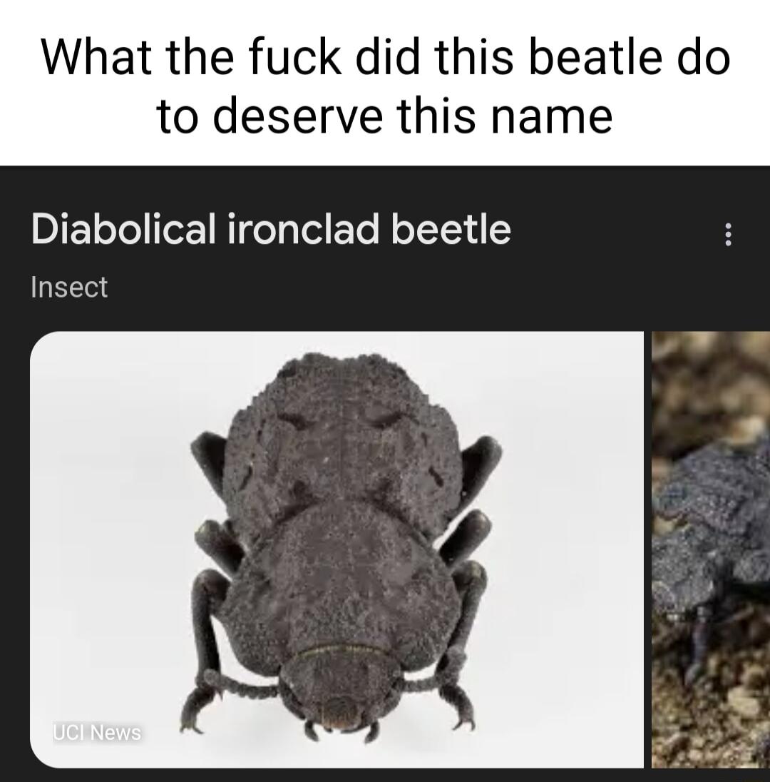 What the fuck did this beatle do to deserve this name Diabolical ironclad beetle QELT