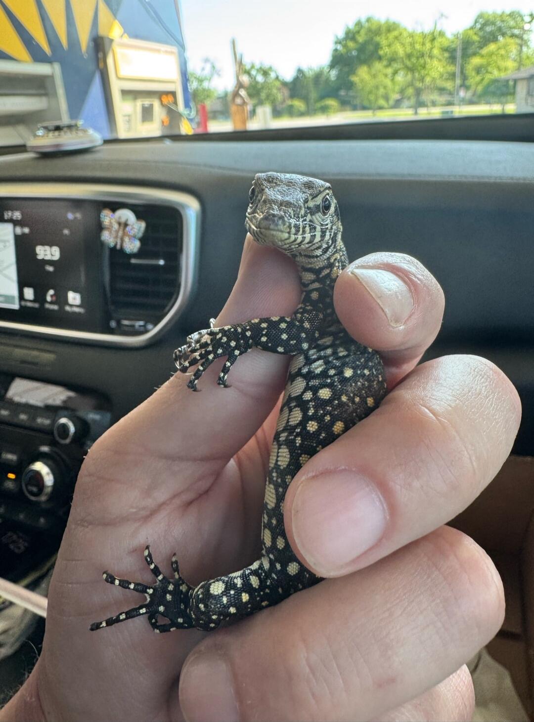 A small lizard being held by a person inside a car.