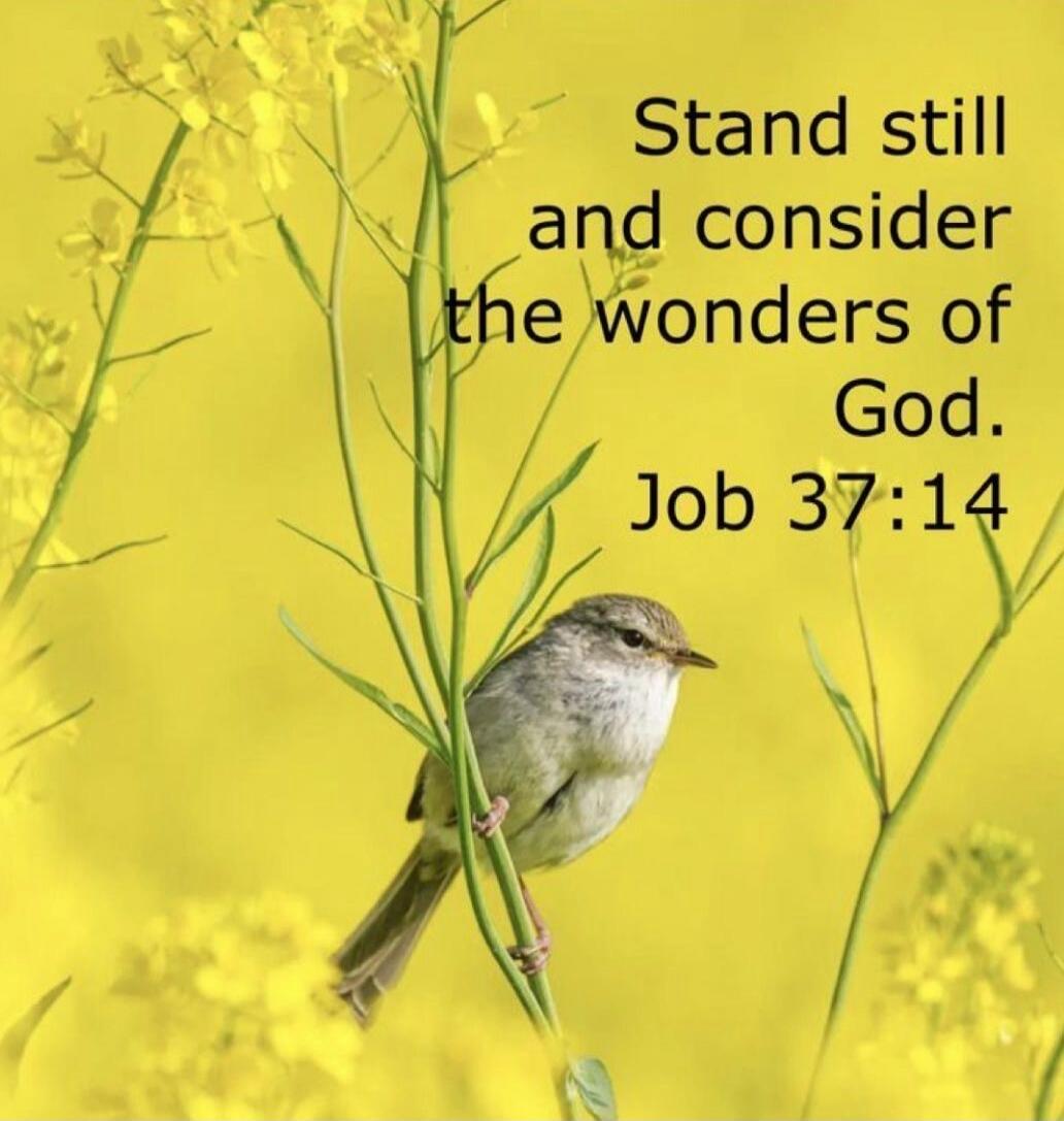Stand still and consider the wonders of God. Job 37:14