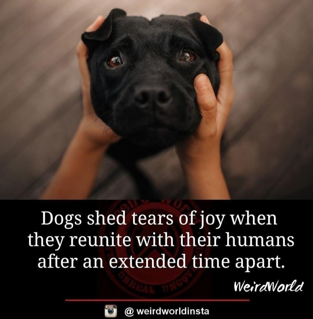 Dogs shed tears of joy when they reunite with their humans after an extended time apart. WeirdWorld @ weirdworldinsta