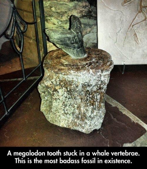 A megalodon tooth stuck in a whale vertebrae This is the most badass fossil in existence