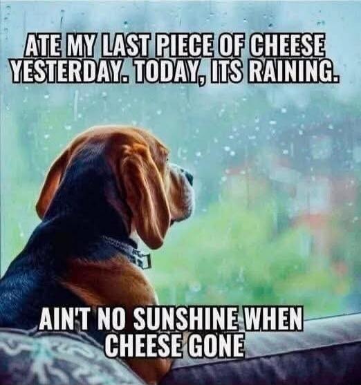 ATE MY LAST PIECE OF CHEESE YESTERDAY. TODAY, ITS RAINING. AIN'T NO SUNSHINE WHEN CHEESE GONE