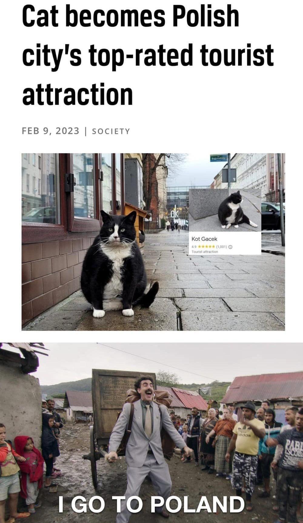 Cat becomes Polish citys top rated tourist attraction FEB 9 2023 SOCIETY 2 4 cloly ol olo W0
