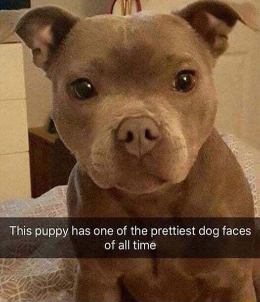 This puppy has one of the prettiest dog faces of all time 3 il a_