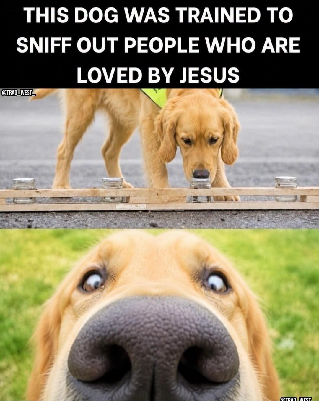 THIS DOG WAS TRAINED TO SNIFF OUT PEOPLE WHO ARE LOVED BY JESUS @TRAD_WEST_