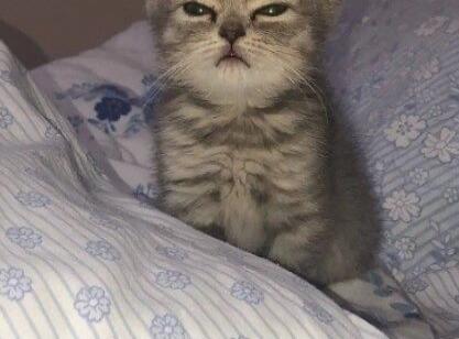 Grumpy-looking kitten peeking from under a blanket