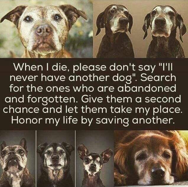 When dle please don t say l II never have another dog Search helgh TN L1V s ToNo Ty Rol olelglelelglTe elaleRelgelelatIoMCIVoRaIlss NoRTTelepTe chance and let them take my place Honor my life by saving another