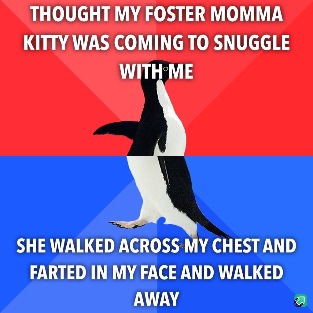 THOUGHT MY FOSTER MOMMA KITTY WAS COMING TO SNUGGLE WITH ME SHE WALKED ACROSS MY CHEST AND FARTED IN MY FACE AND WALKED AWAY a