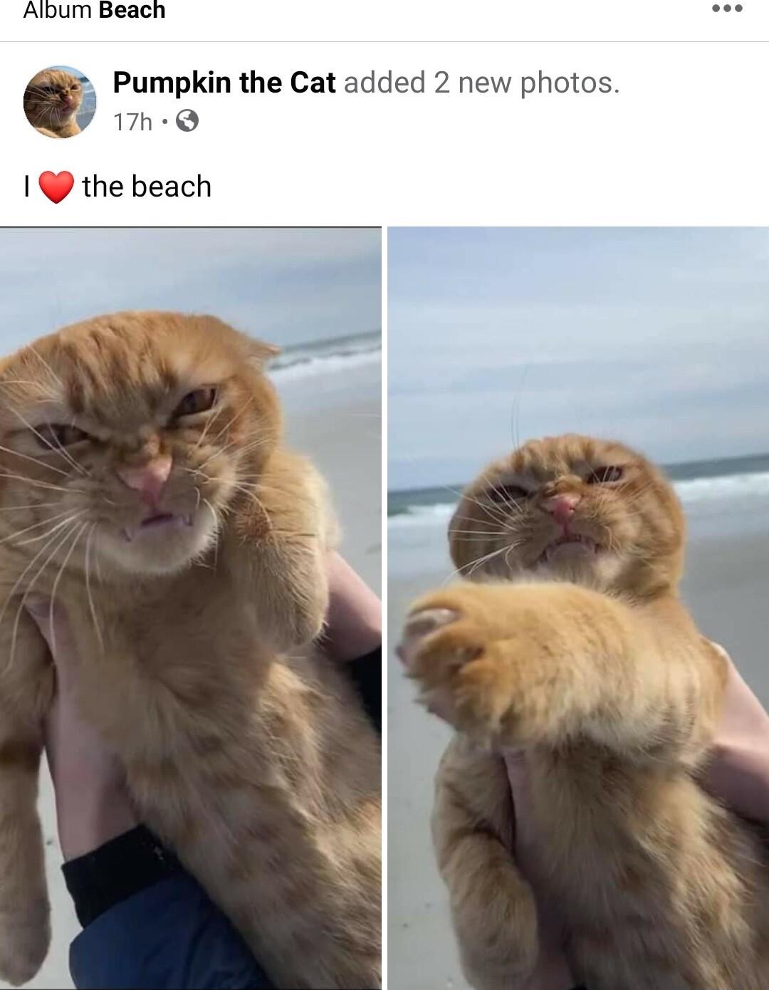 Album Beach Q Pumpkin the Cat added 2 new photos 17h Q the beach