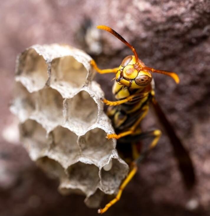A close-up of a yellow and black hornet or wasp clinging to a honeycomb structure.