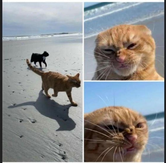 1f wyldstallyn Pumpkin the Cat Beach