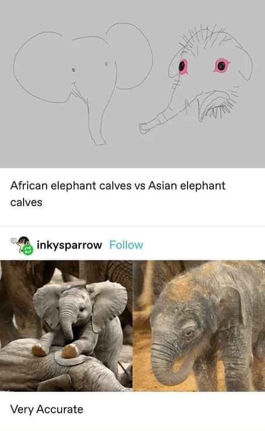 a dimetrodone Follow African elephant calves vs Asian elephant calves inkysparrow Follow Very Accurate