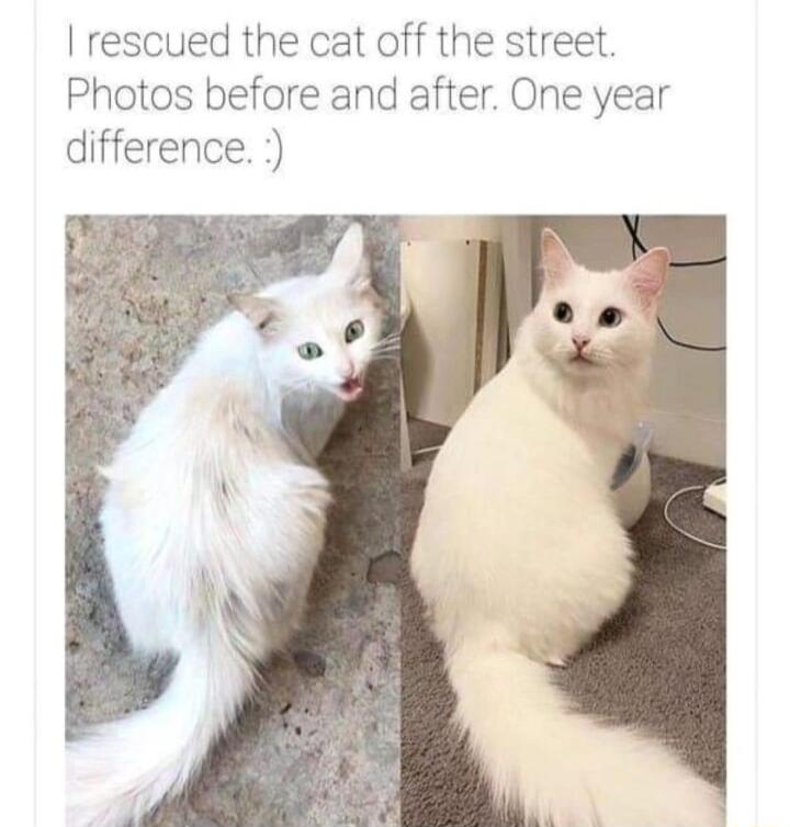 rescued the cat off the street Photos before and after One year difference