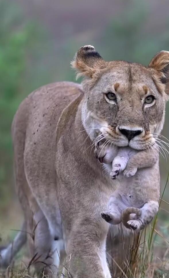 A lioness carrying her cub in her mouth while walking.