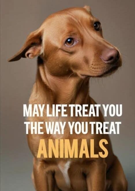 MAY LIFE TREAT YOU THE WAY YOU TREAT ANIMALS
Session ID: 988710.