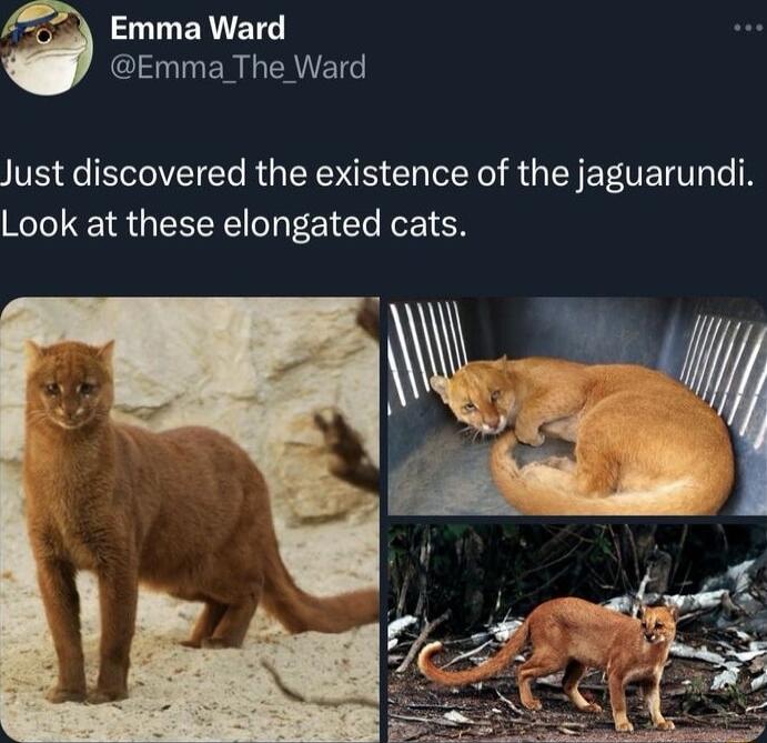 ERTETG Gl ERGEAVETG Just discovered the existence of the jaguarundi Look at these elongated cats