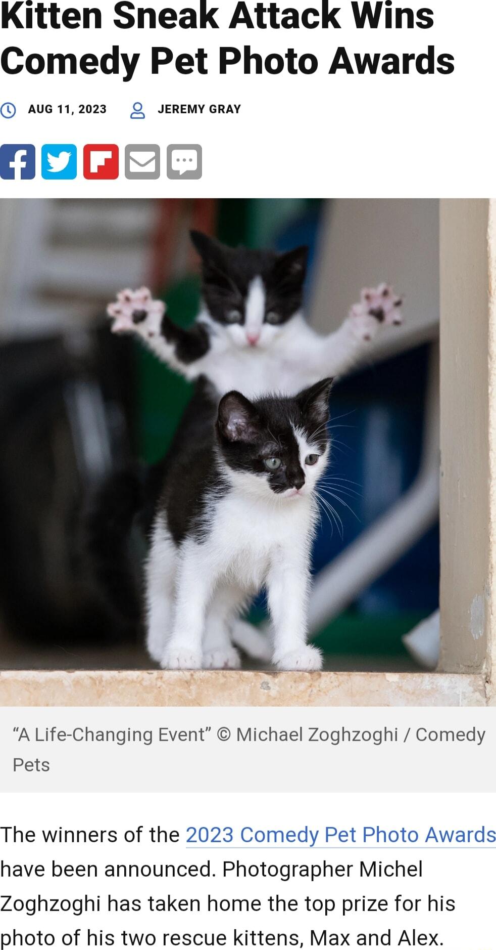 Kitten Sneak Attack Wins Comedy Pet Photo Awards AUG112023 O JEREMY GRAY A Life Changing Event Michael Zoghzoghi Comedy Pets The winners of the 2023 Comedy Pet Photo Awards have been announced Photographer Michel Zoghzoghi has taken home the top prize for his photo of his two rescue kittens Max and Alex