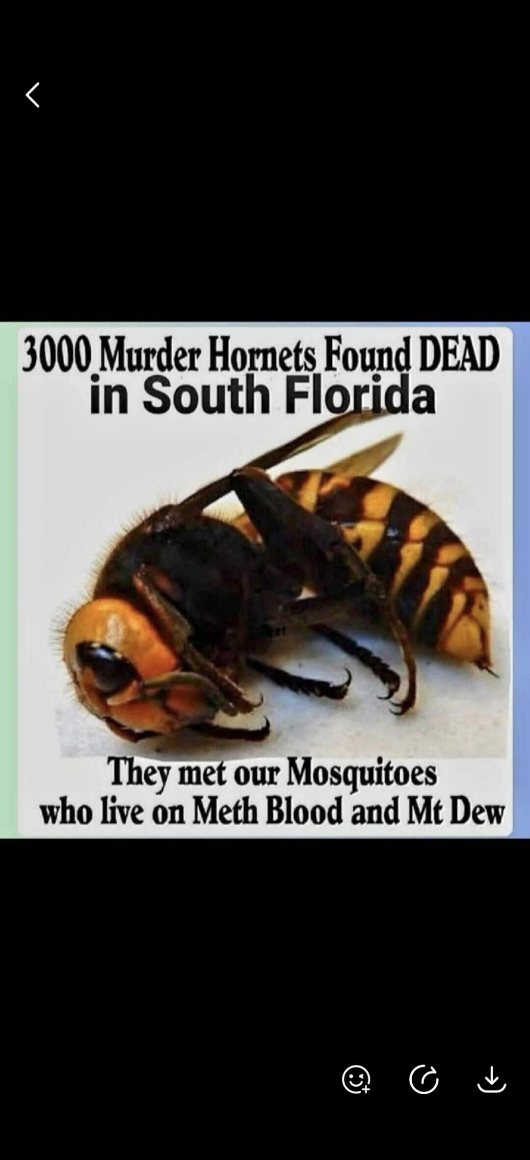 3000 Murder Hornets Found DEAD in South Florida. They met our Mosquitoes who live on Meth Blood and Mt Dew.
