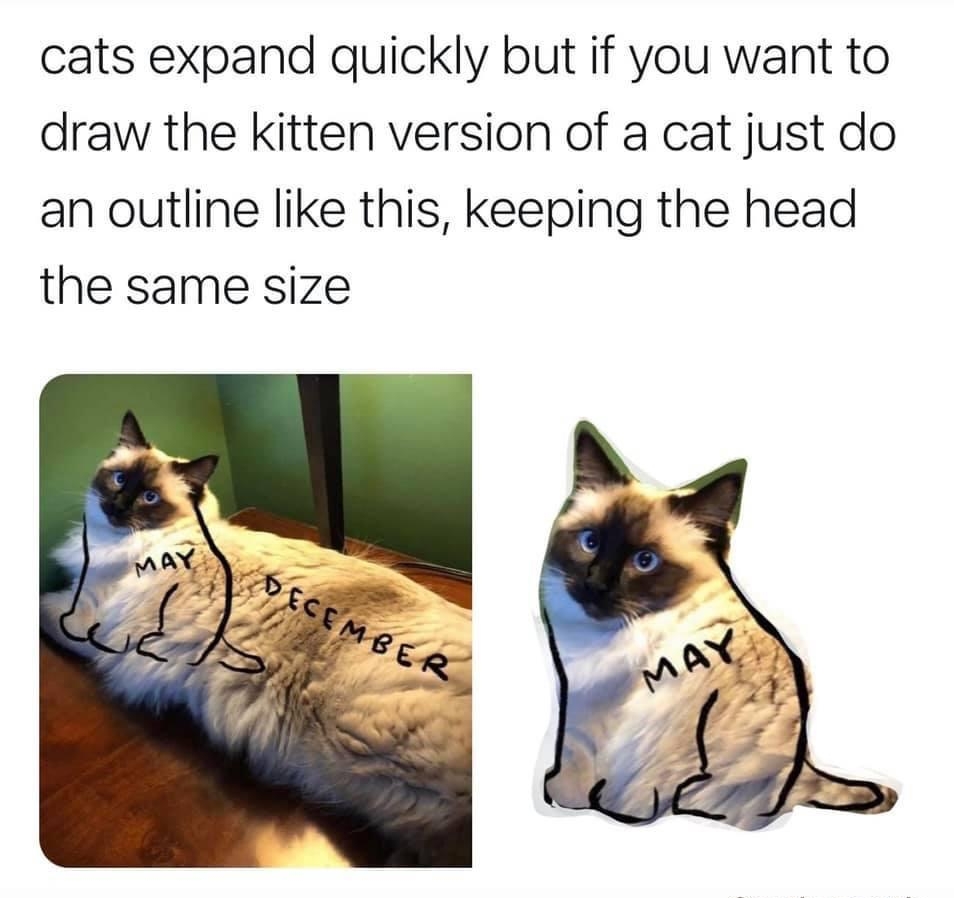 cats expand quickly but if you want to draw the kitten version of a cat just do an outline like this keeping the head the same size