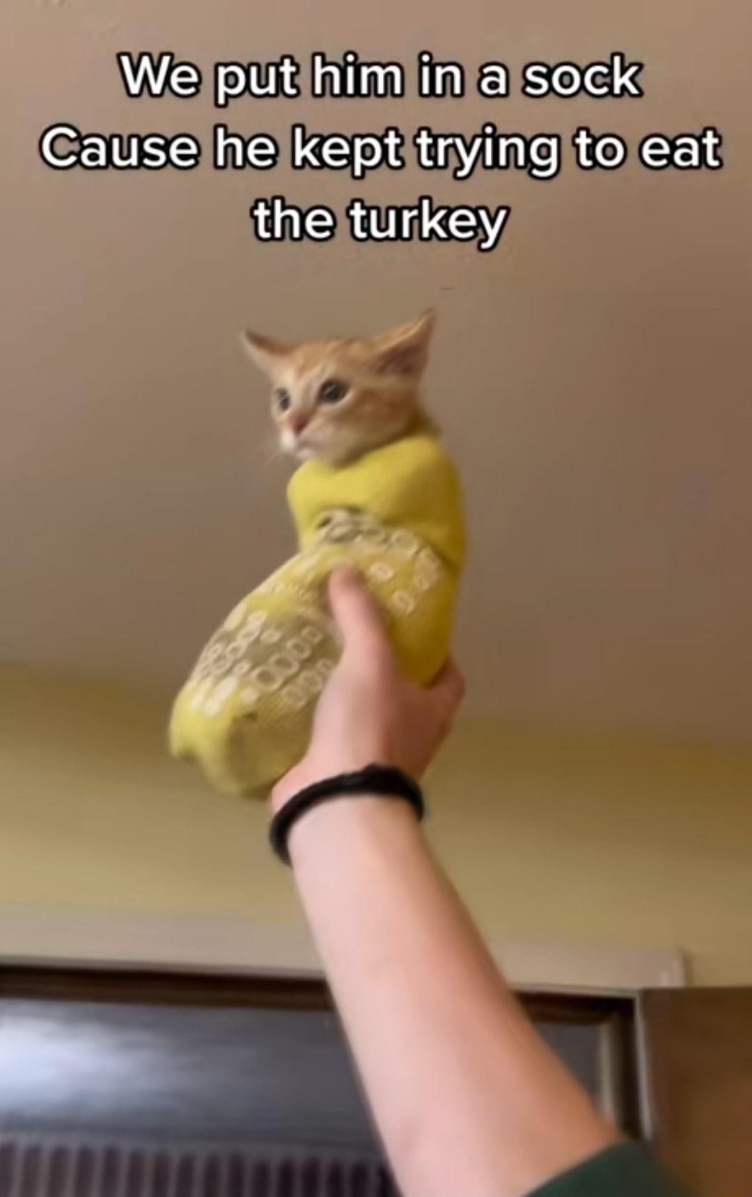 W ek i i Serelk CENIa 03 R R O GER ithelturkey