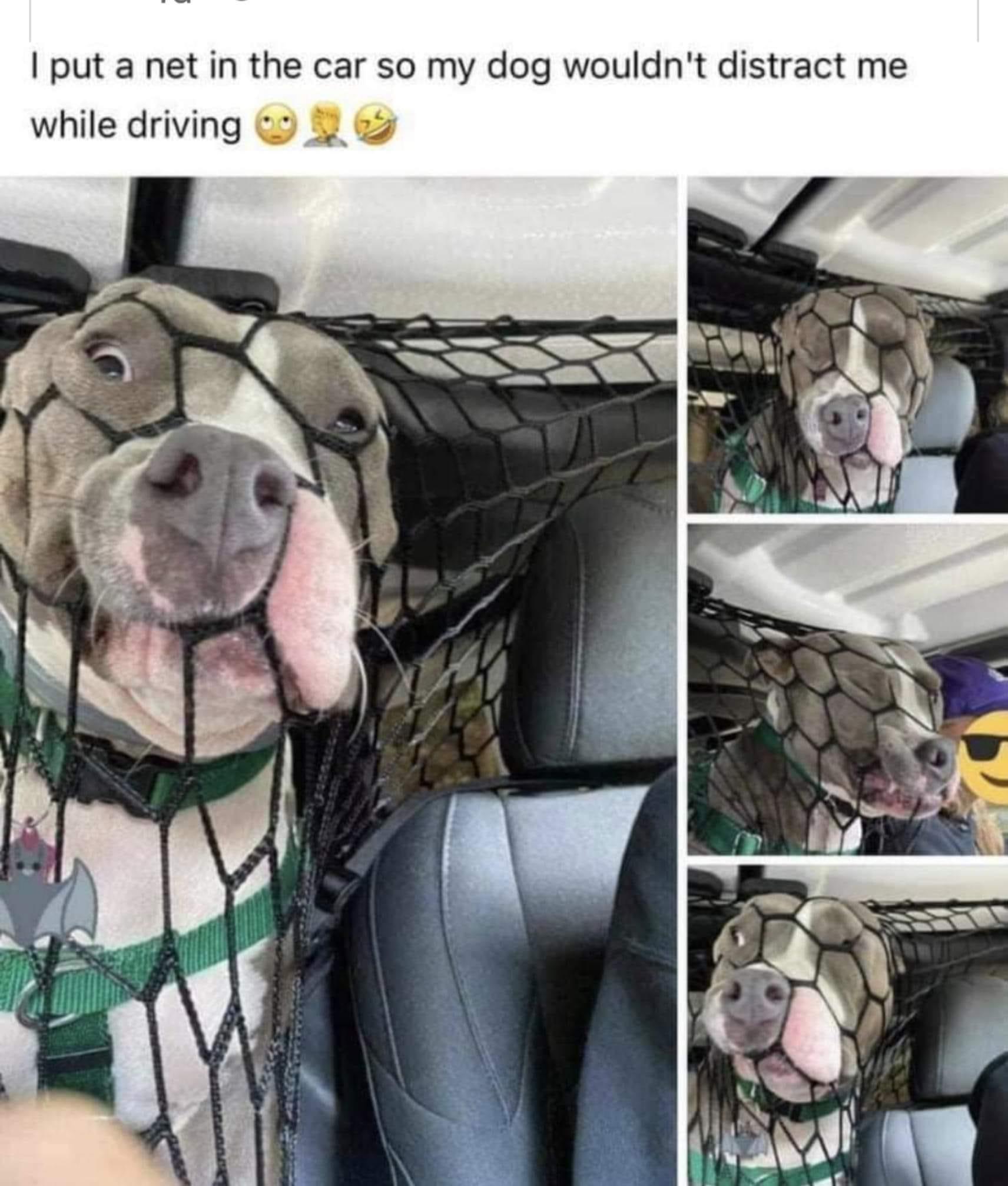 put a net in the car so my dog wouldnt distract me