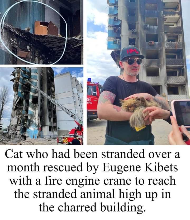 LS Cat who had been stranded over a month rescued by Eugene Kibets with a fire engine crane to reach the stranded animal high up in the charred building