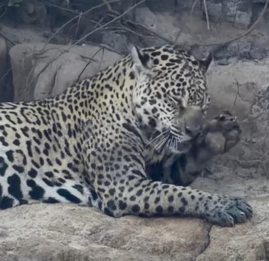 A leopard lounging on a rocky surface.