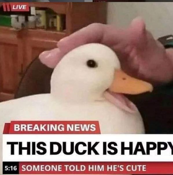 THISDUCKISHAPP 516 SOMEONE TOLD HIM HES CUTE
