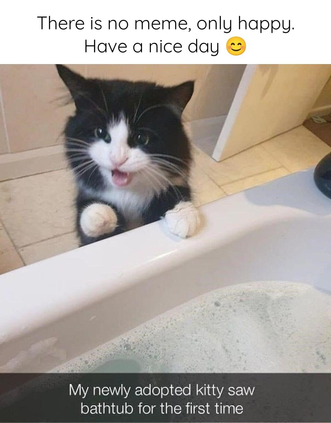 There is no meme only happy Have a nice day My newly adopted kitty saw bathtub for the first time