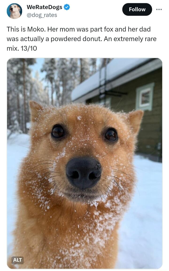 WeRateDogs dog rates This is Moko Her mom was part fox and her dad was actually a powdered donut An extremely rare mix 1310
